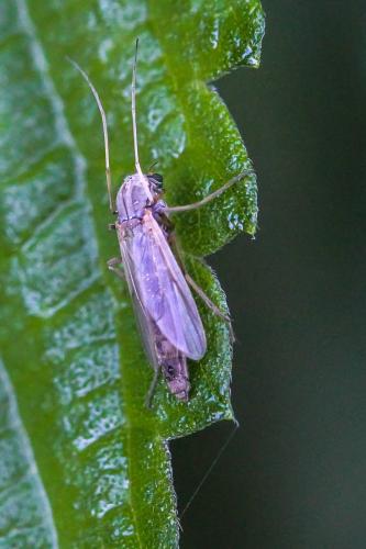 Chironomus sp.